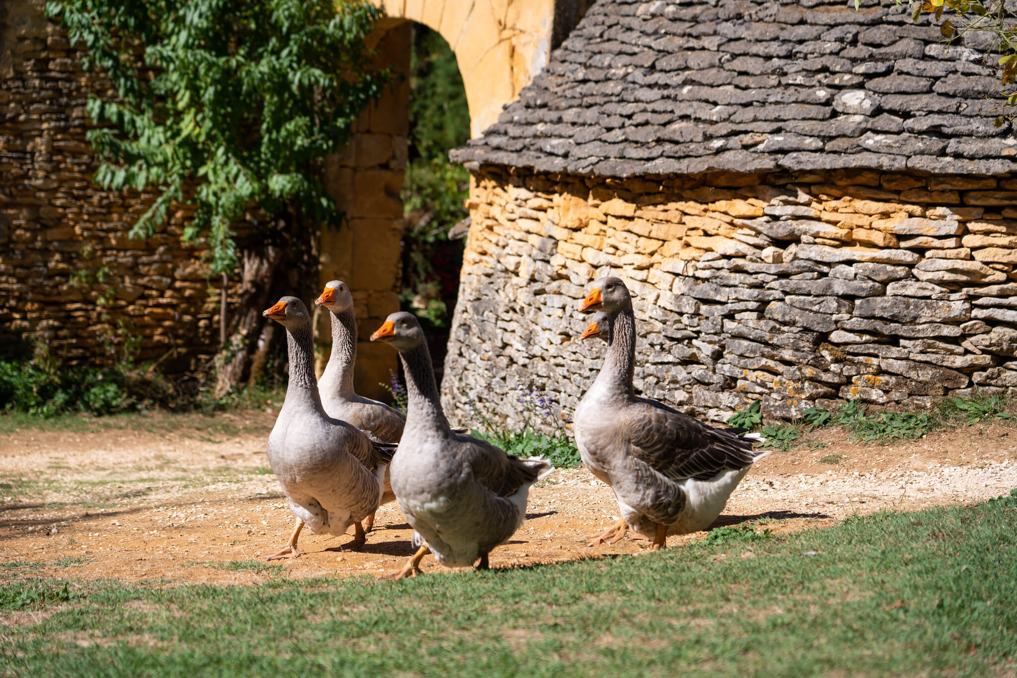 cabanes du breuil 1 @lesCoflocs Oies