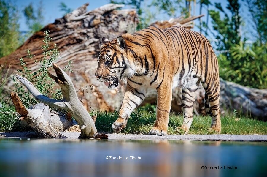 TIGRE DE SUMATRA - Crédit photos  ©Zoo de la Flèche